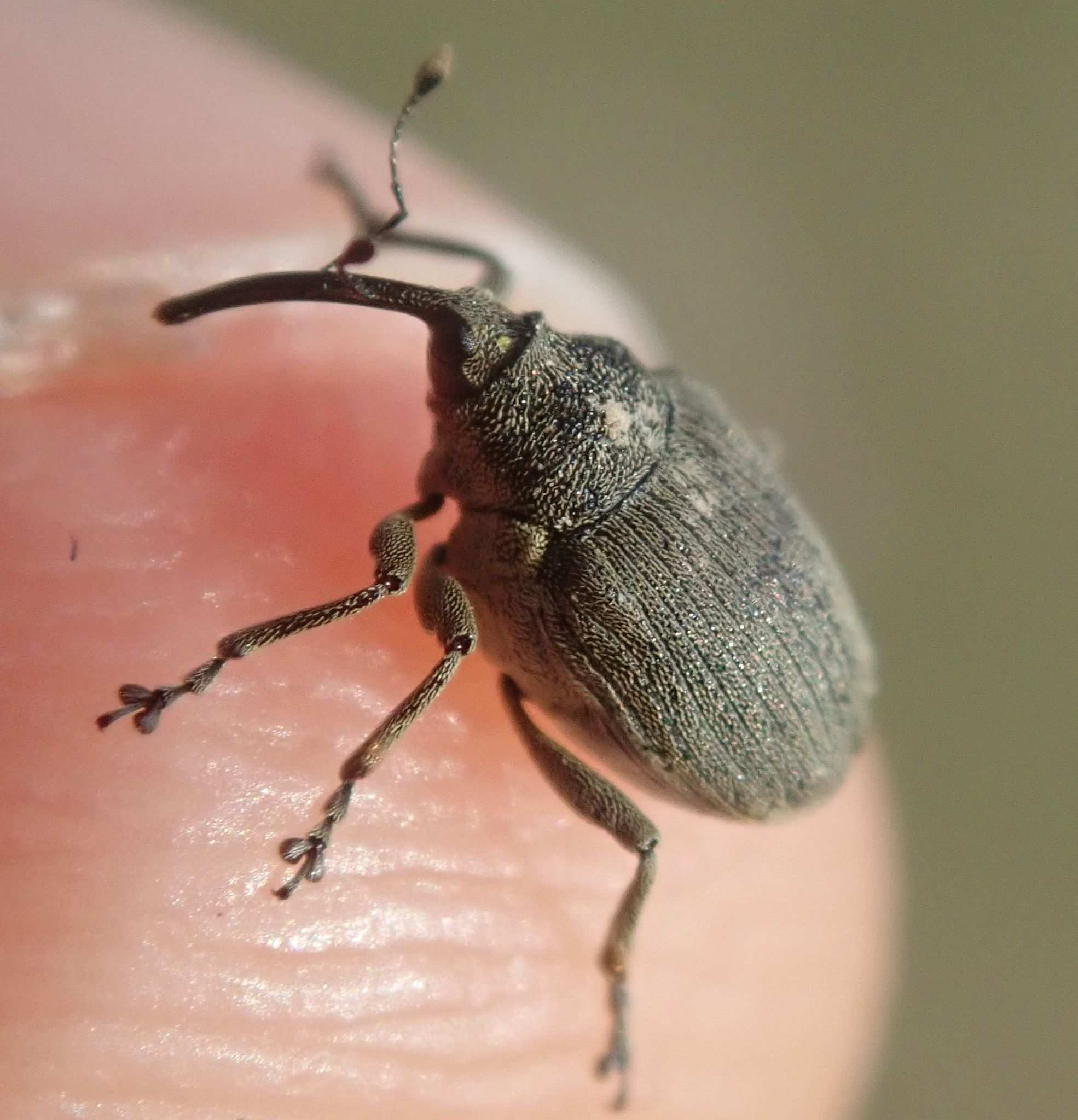 Ceutorhynchus napi