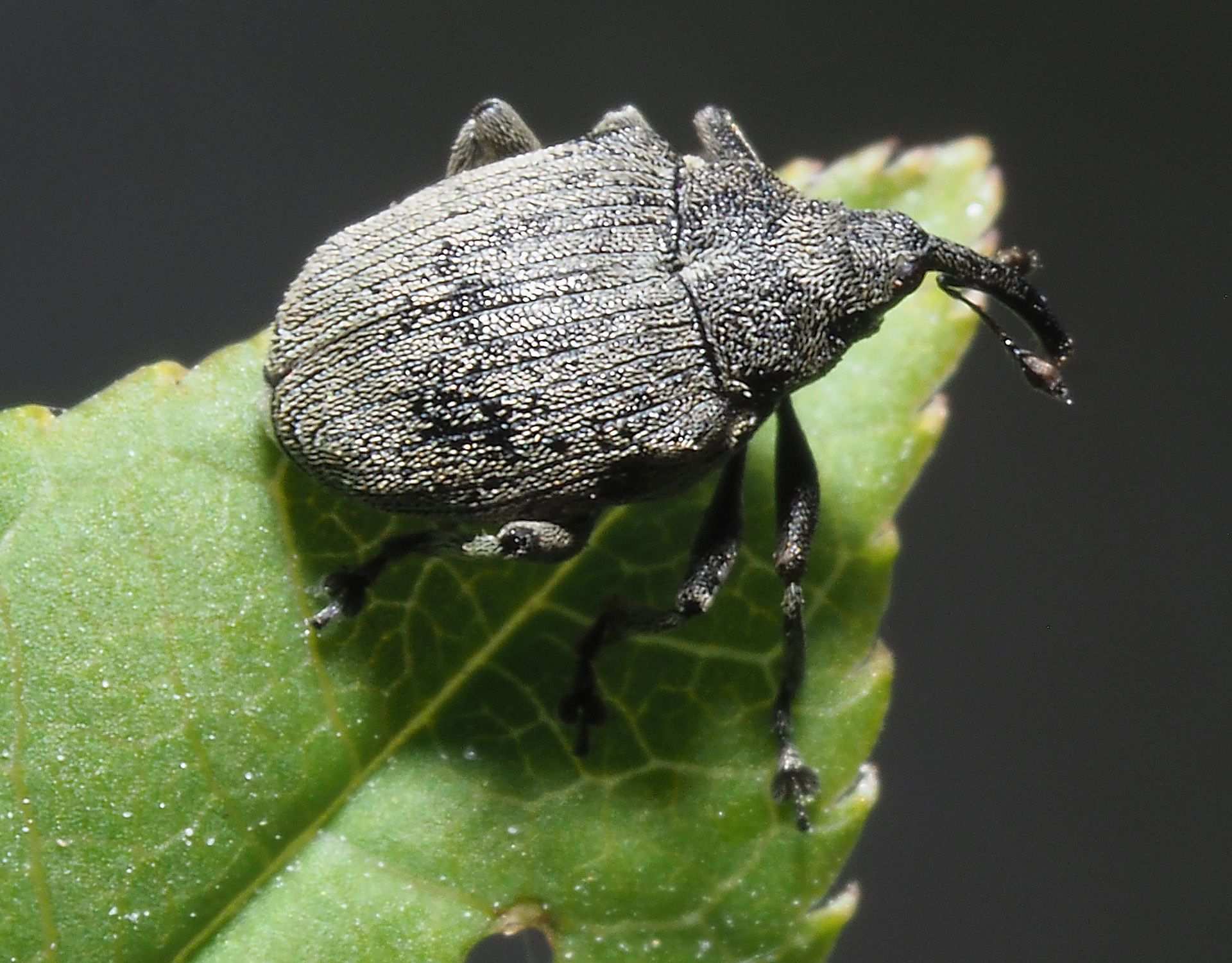 Ceutorhynchus napi