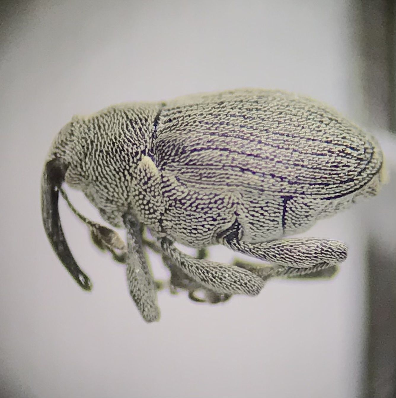 Ceutorhynchus napi