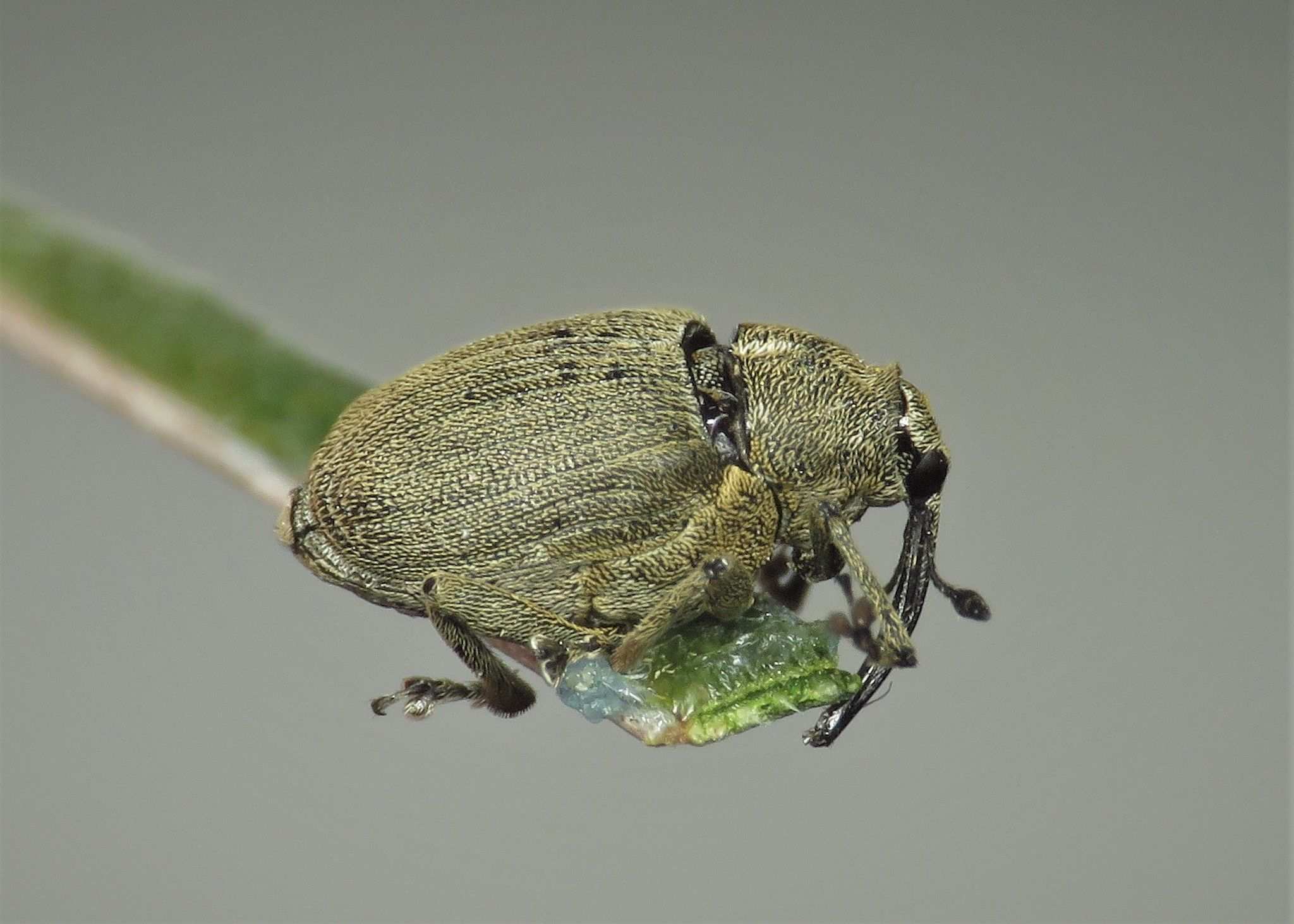 Ceutorhynchus napi