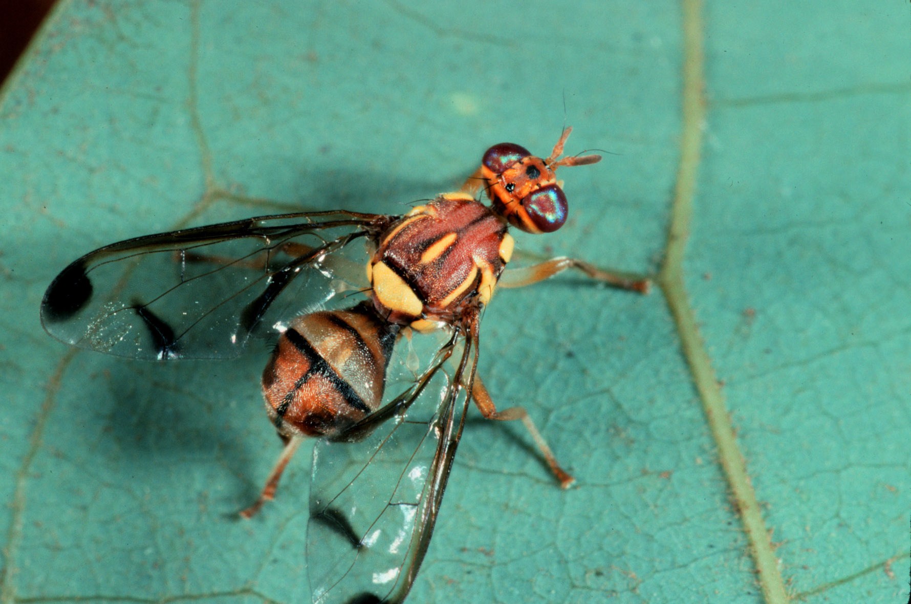 Zeugodacus cucurbitae