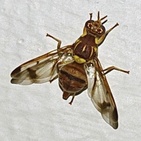 Zeugodacus cucurbitae