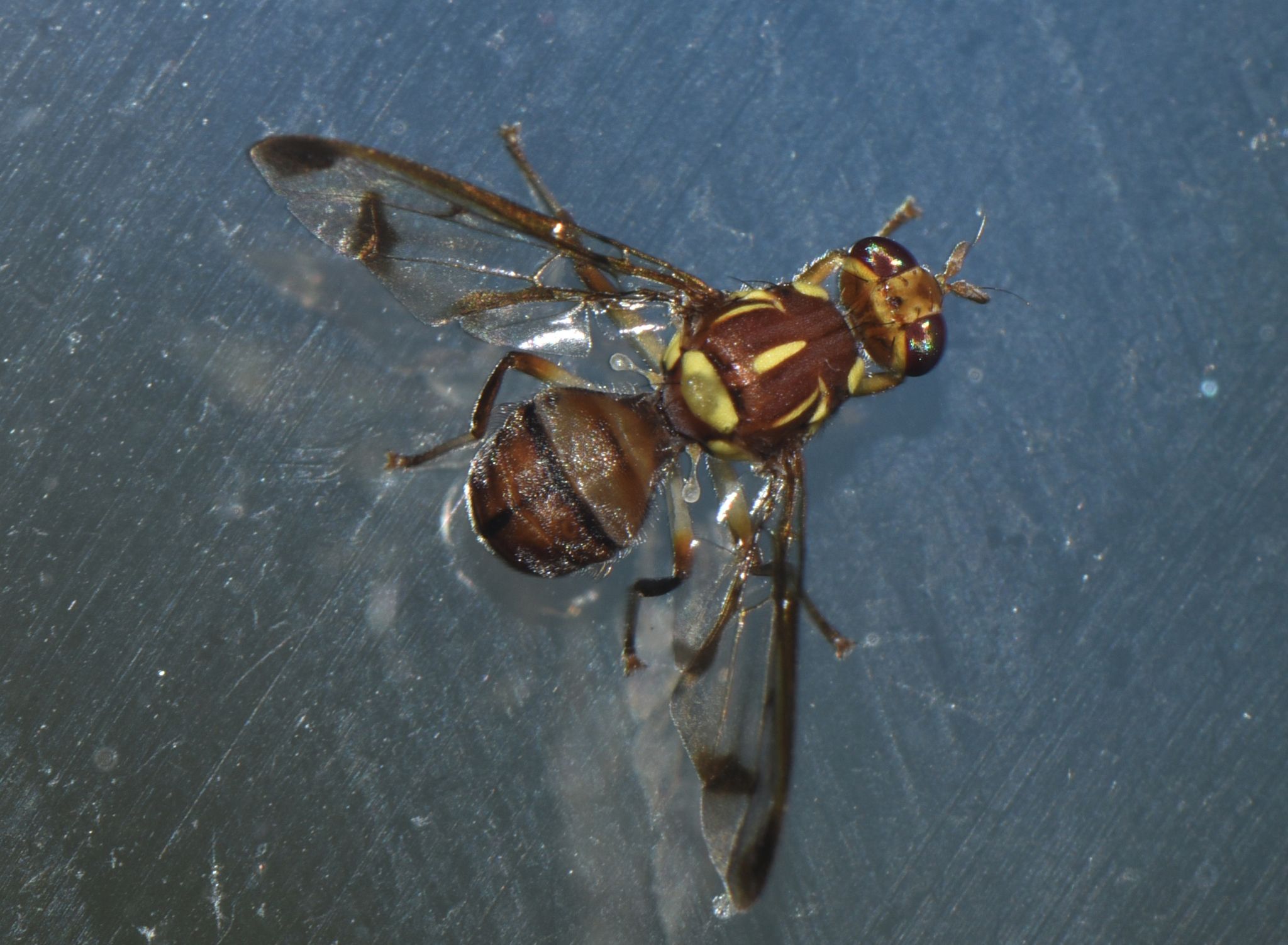 Zeugodacus cucurbitae