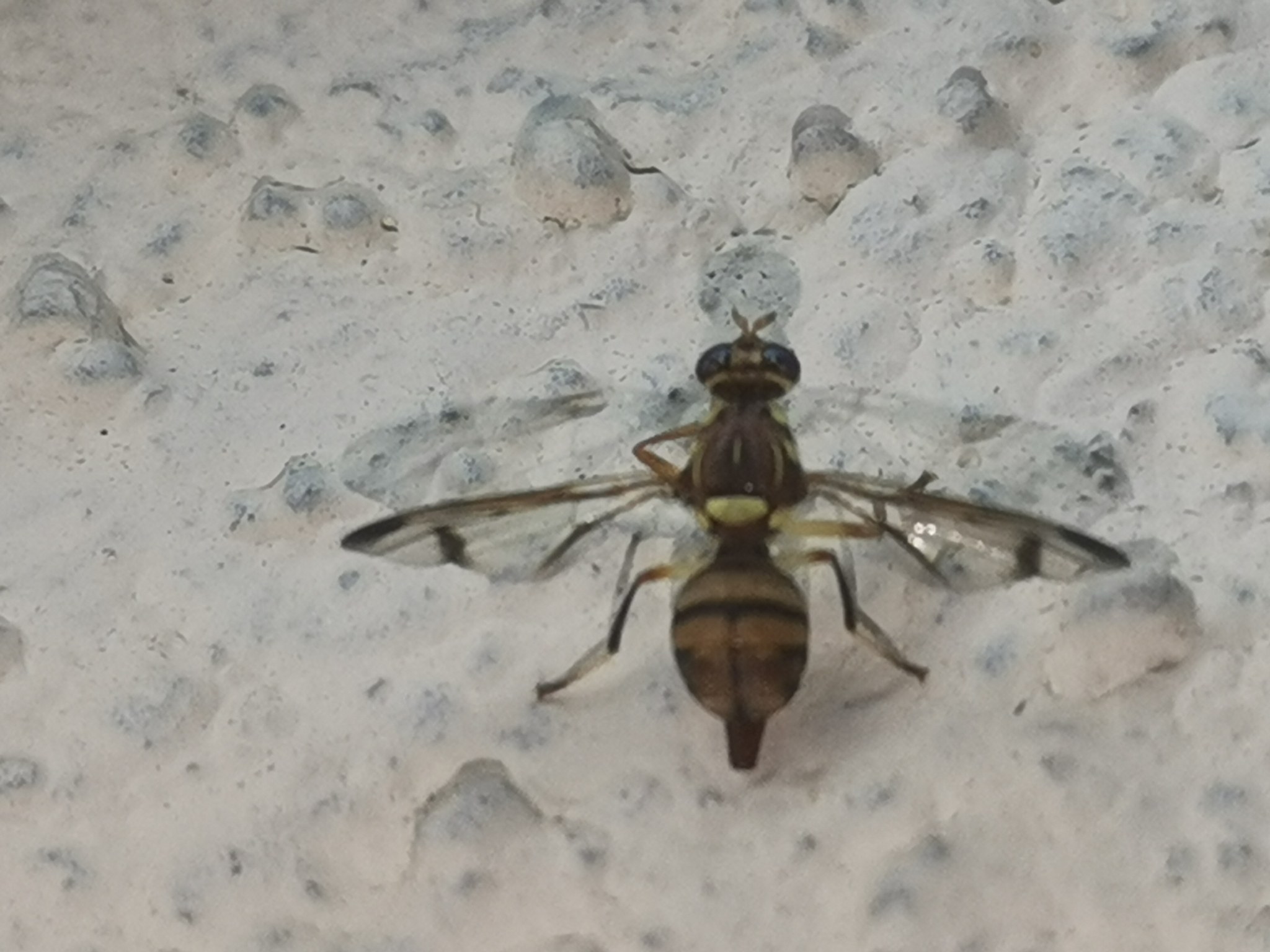 Zeugodacus cucurbitae