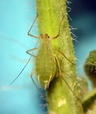 Acyrthosiphon pisum