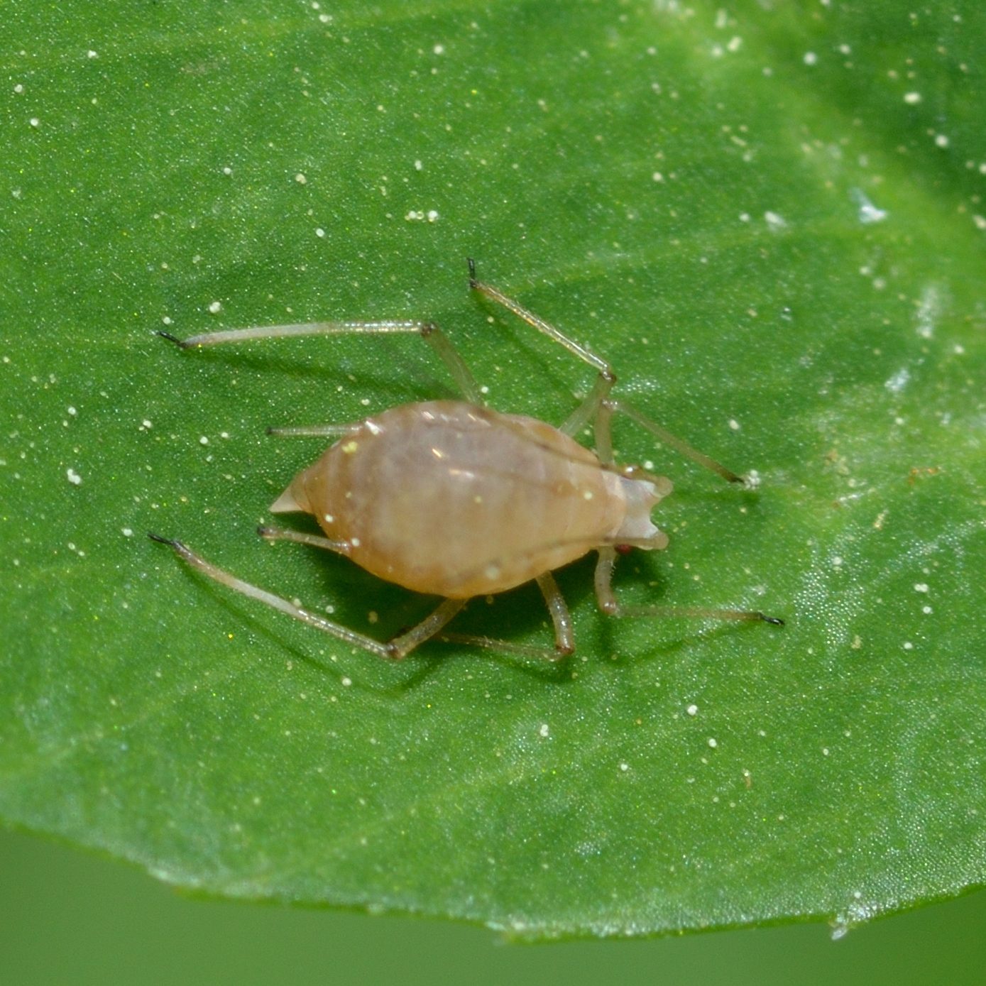 Acyrthosiphon pisum
