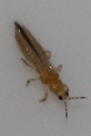Frankliniella tritici