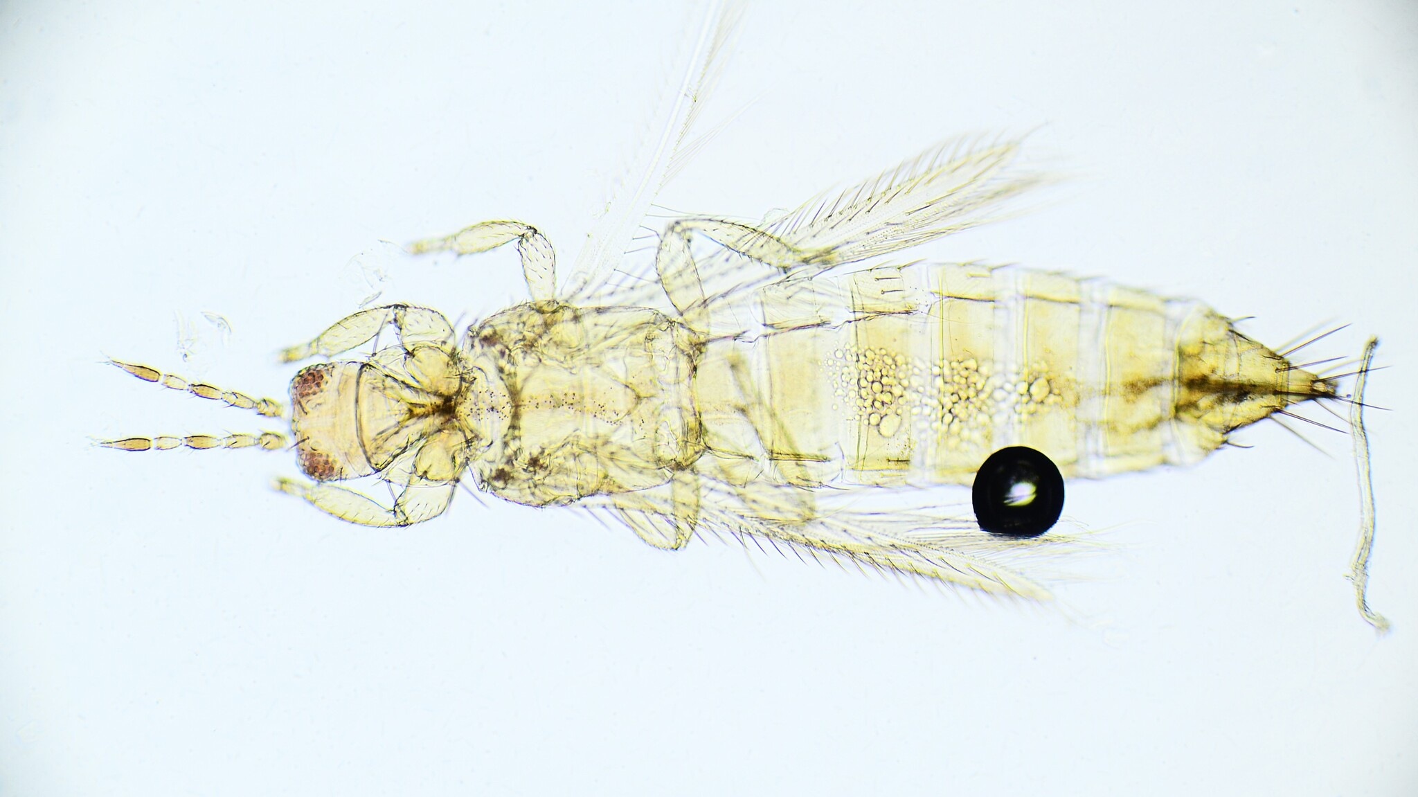 Frankliniella tritici