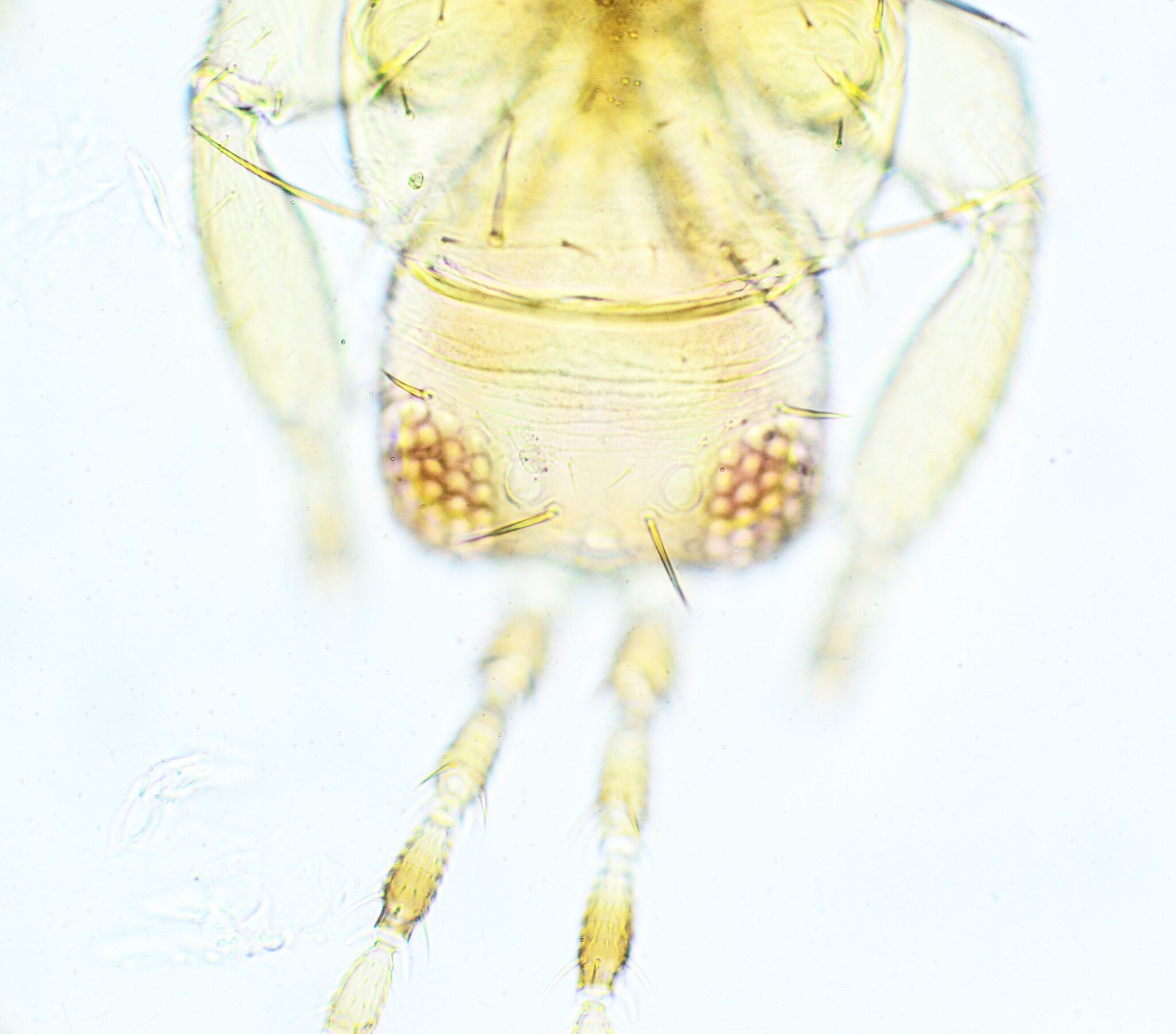 Frankliniella tritici