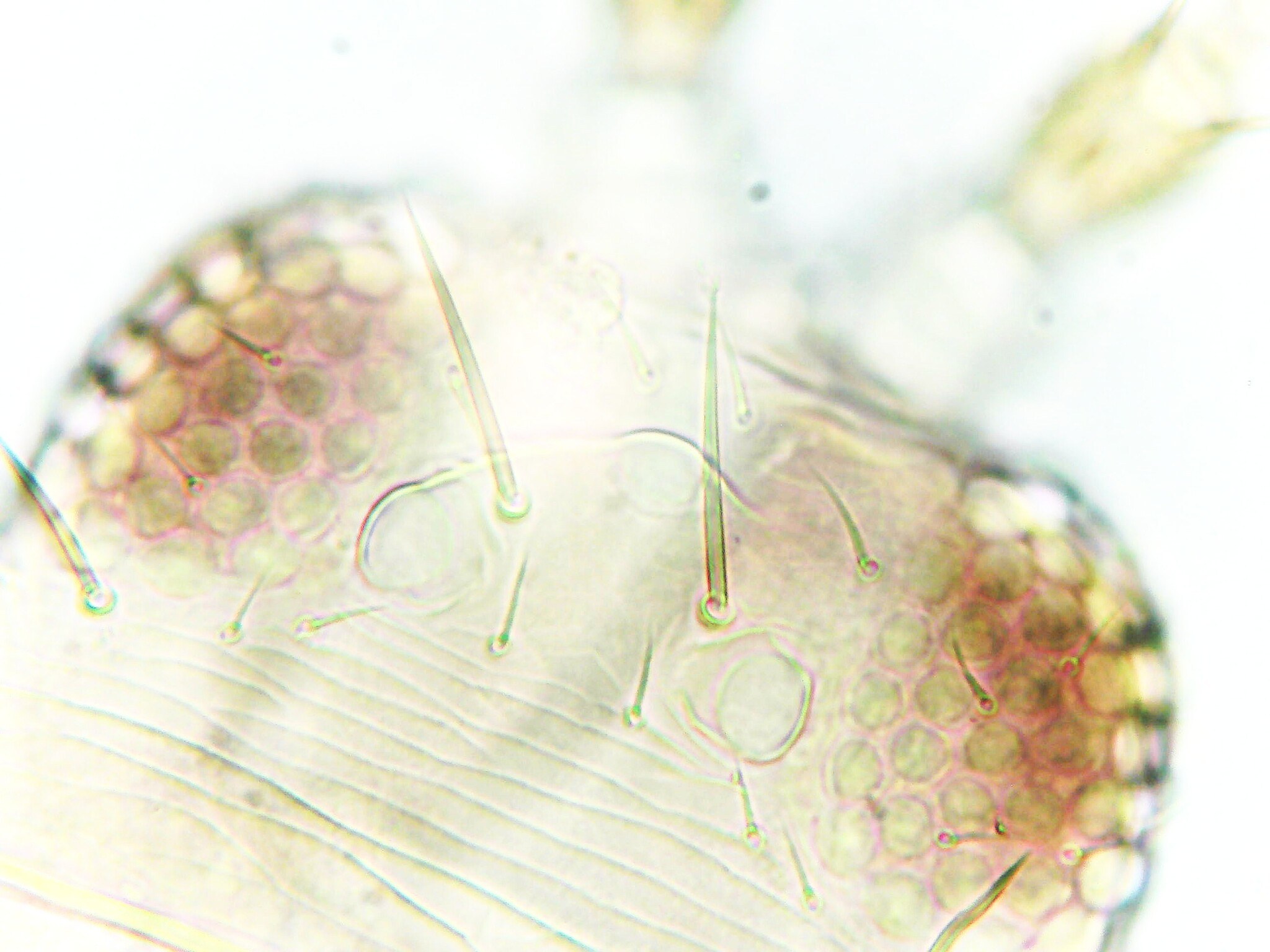 Frankliniella tritici