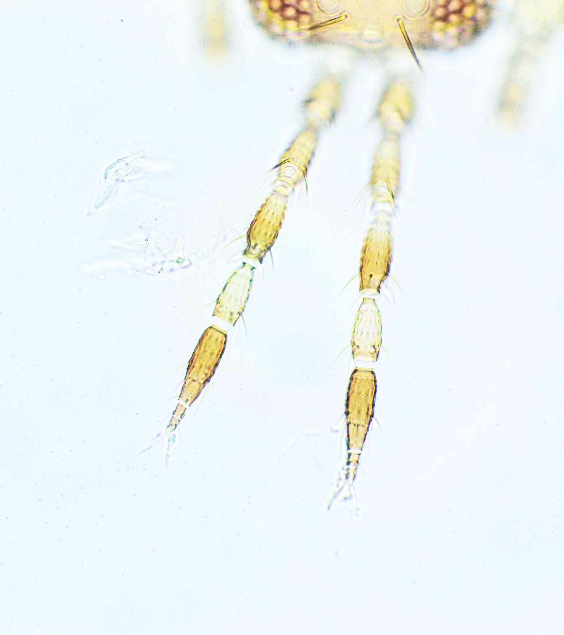 Frankliniella tritici