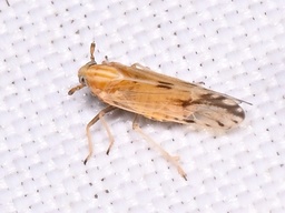 Peregrinus maidis