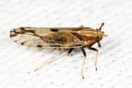 Peregrinus maidis