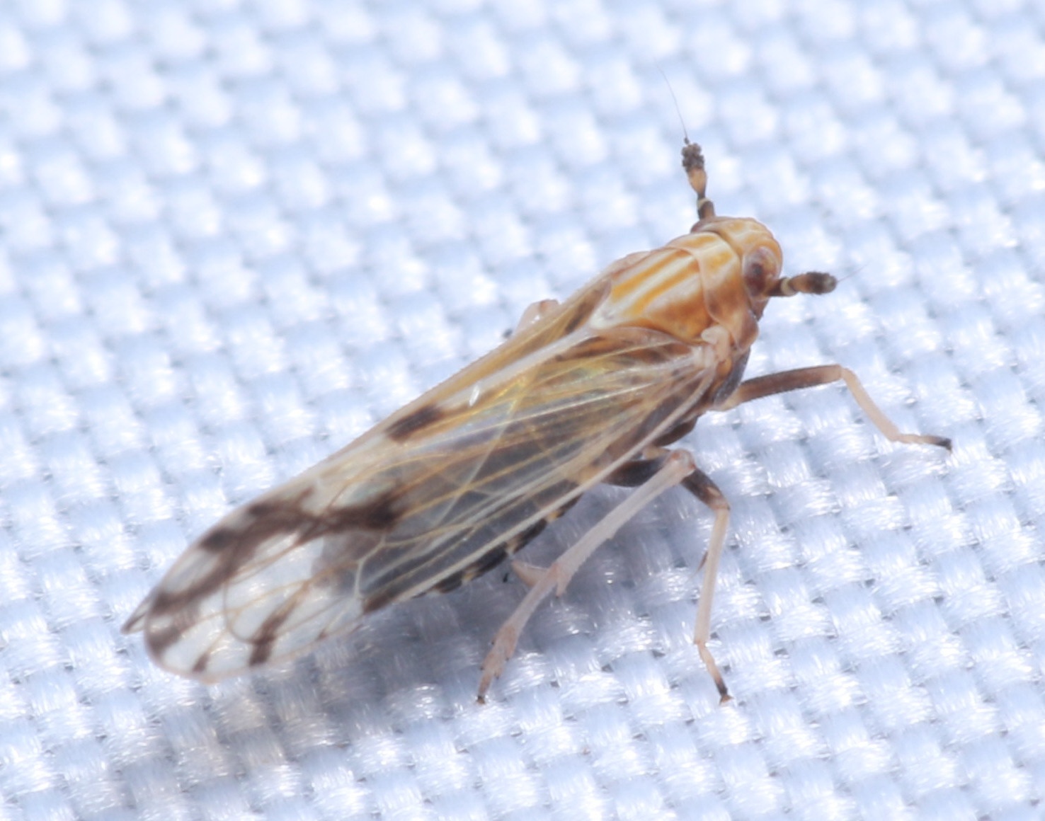 Peregrinus maidis