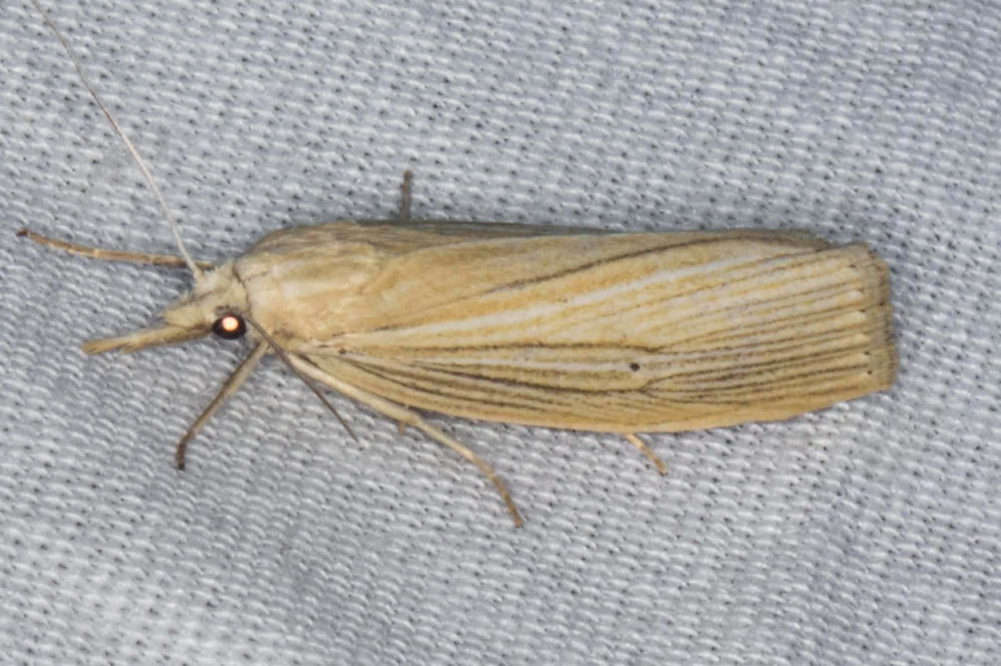 Eoreuma loftini