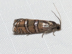 Laspeyresia