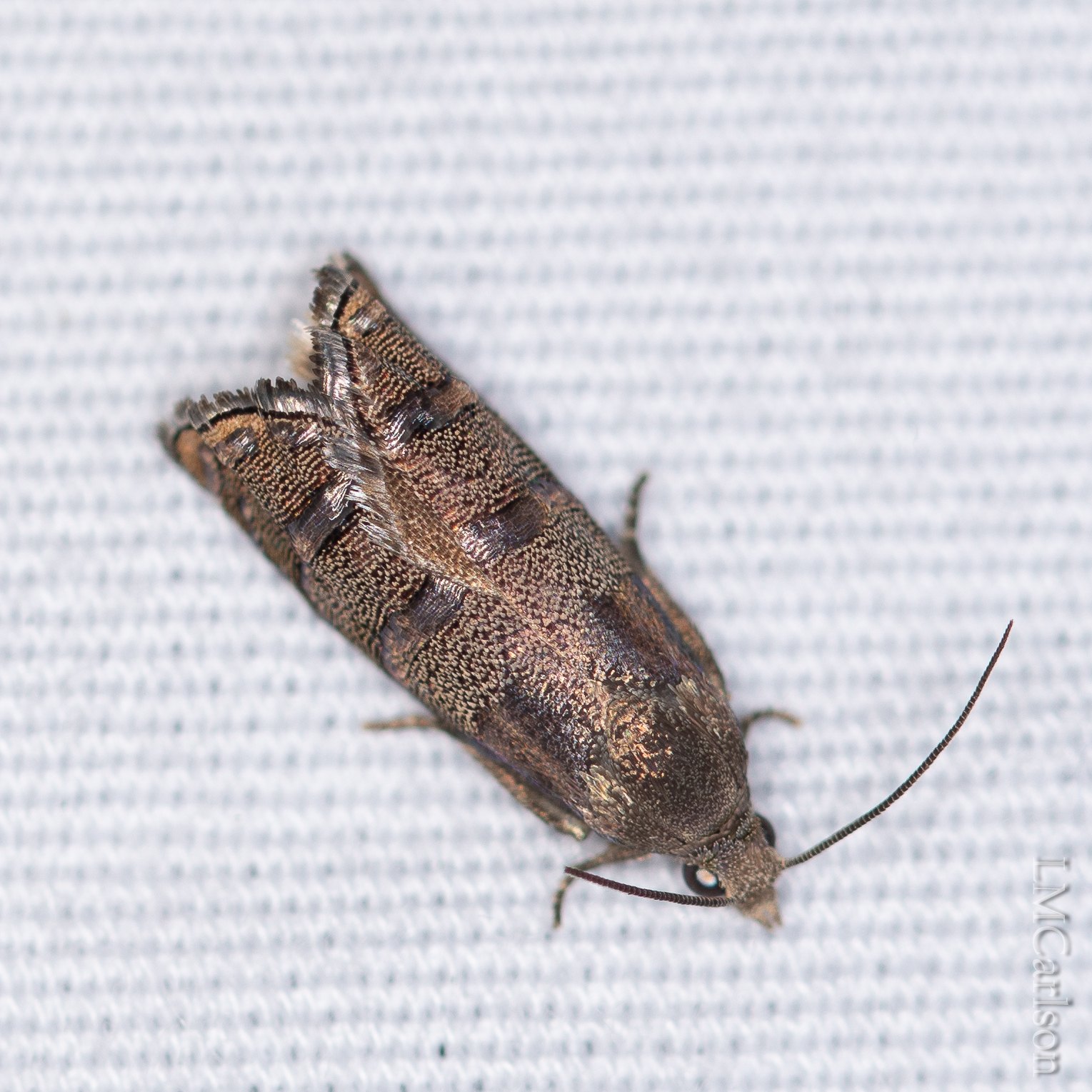 Laspeyresia