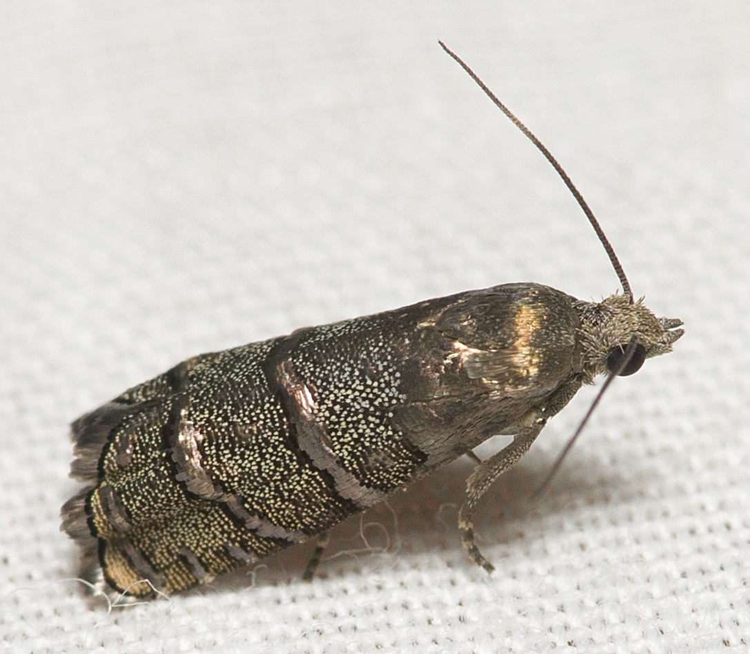 Laspeyresia