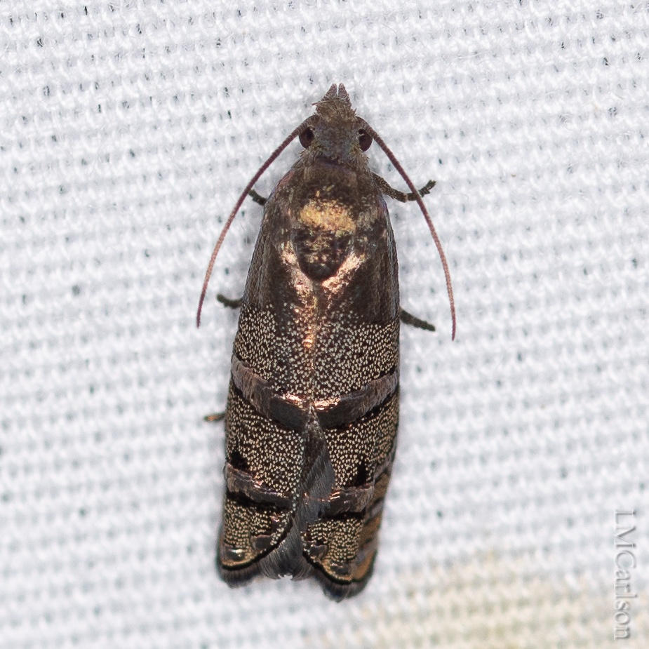 Laspeyresia
