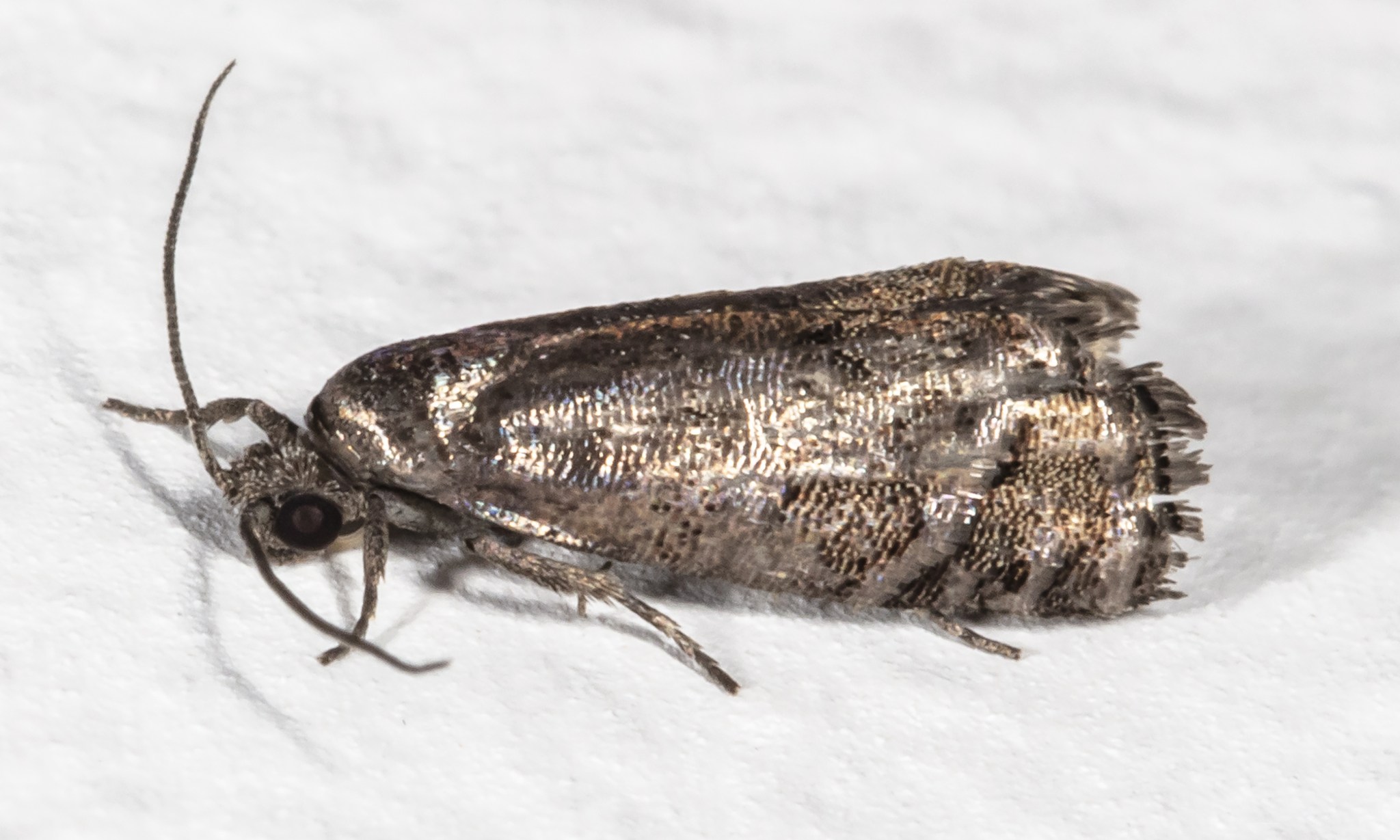 Laspeyresia