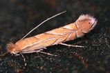 Phyllonorycter messaniella
