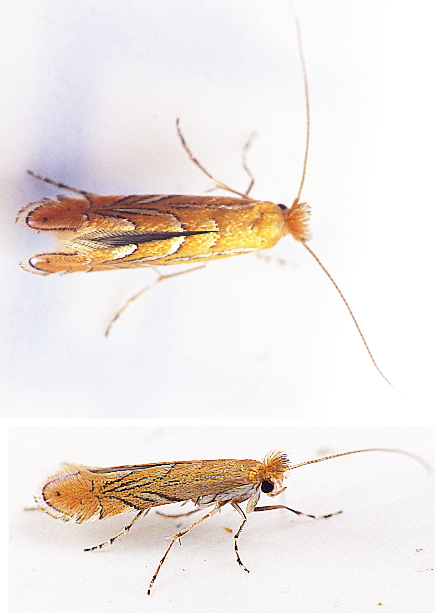 Phyllonorycter messaniella