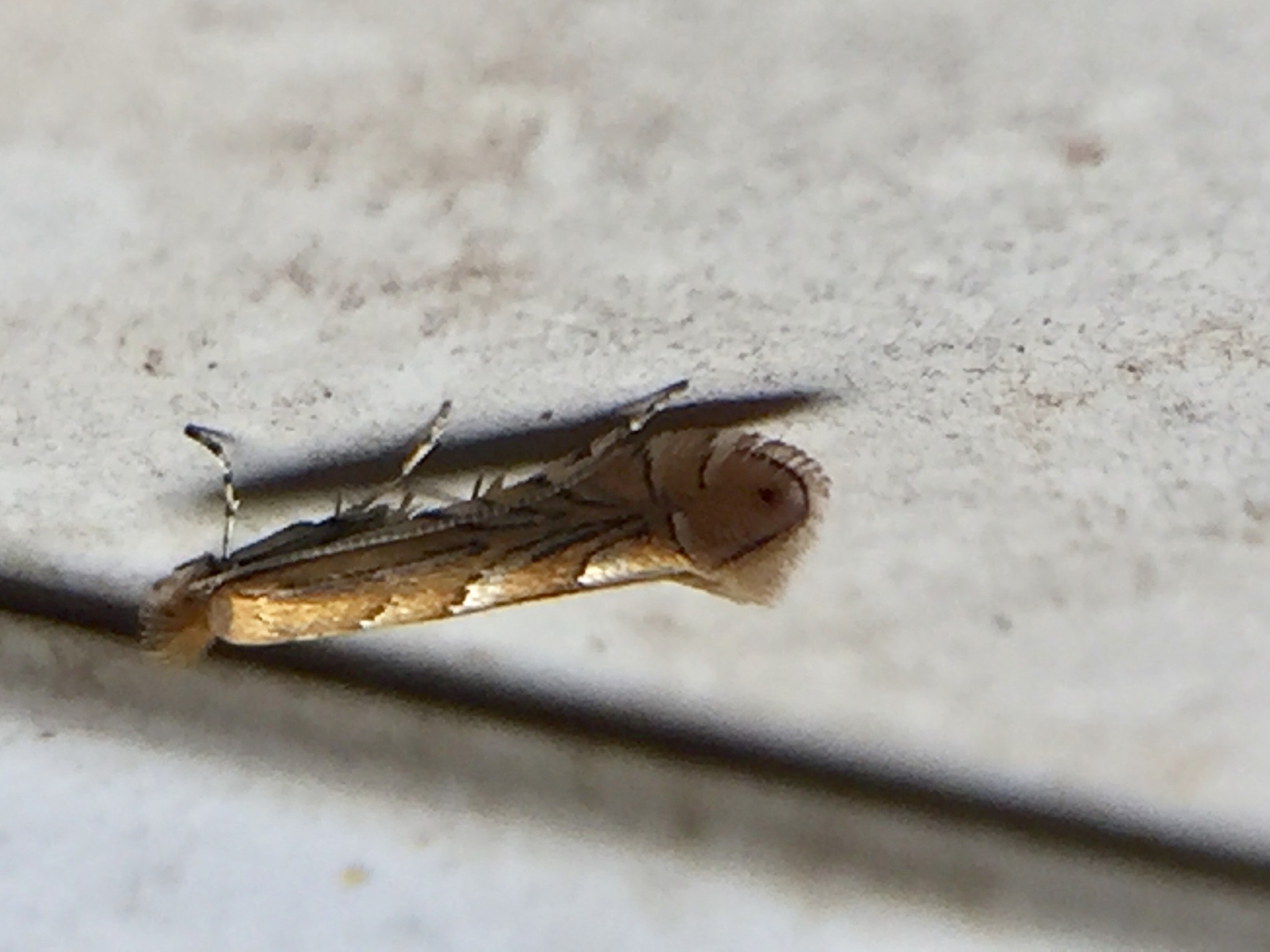 Phyllonorycter messaniella