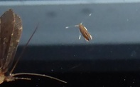 Phyllonorycter messaniella