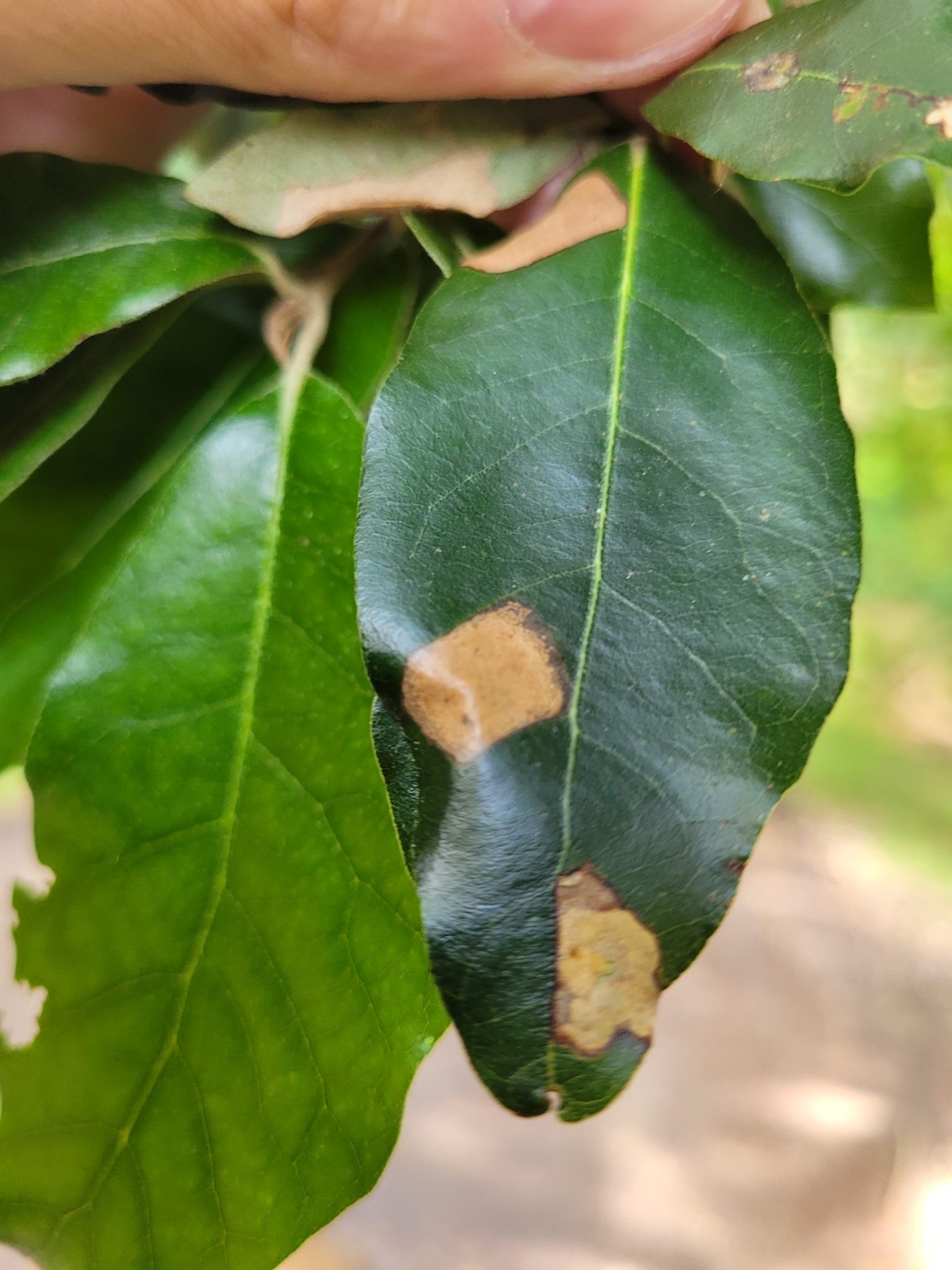 Phyllonorycter messaniella