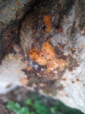Pectobacterium carotovorum