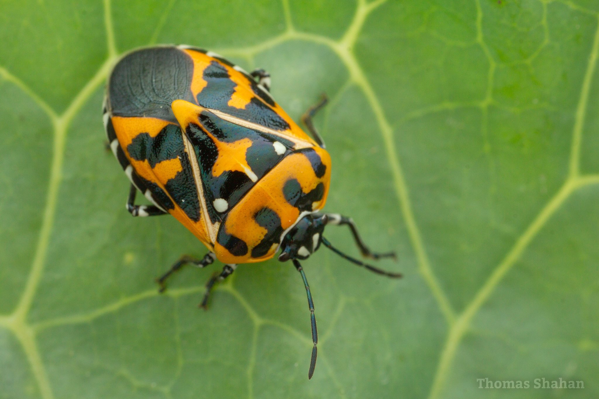 Murgantia histrionica