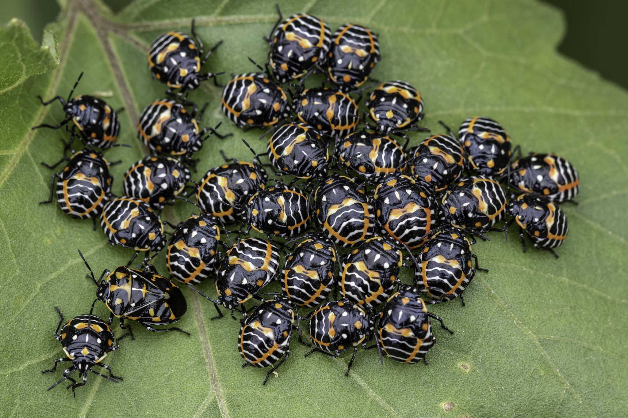 Murgantia histrionica