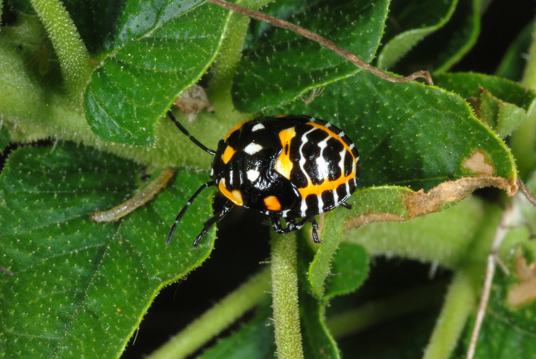 Murgantia histrionica