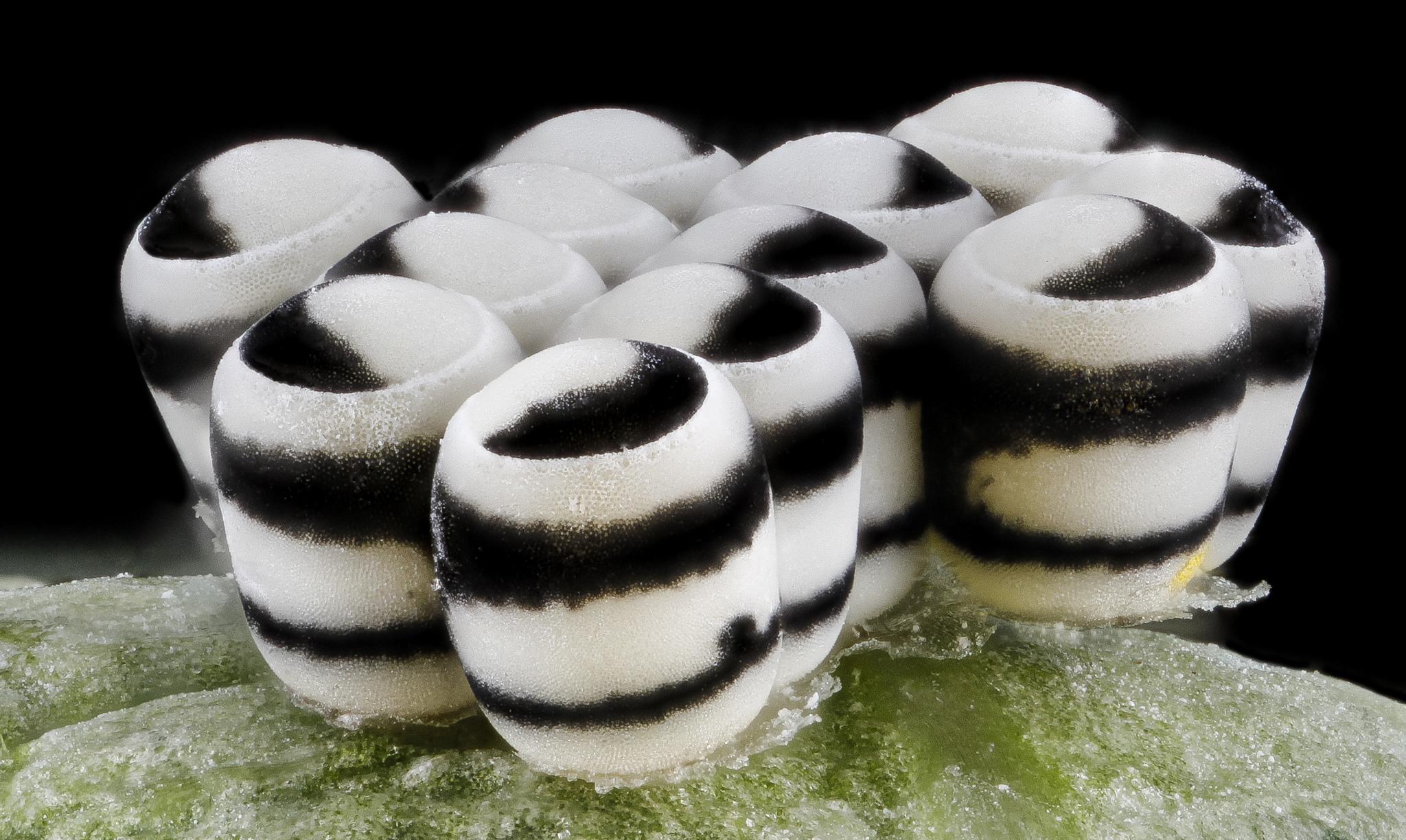 Murgantia histrionica