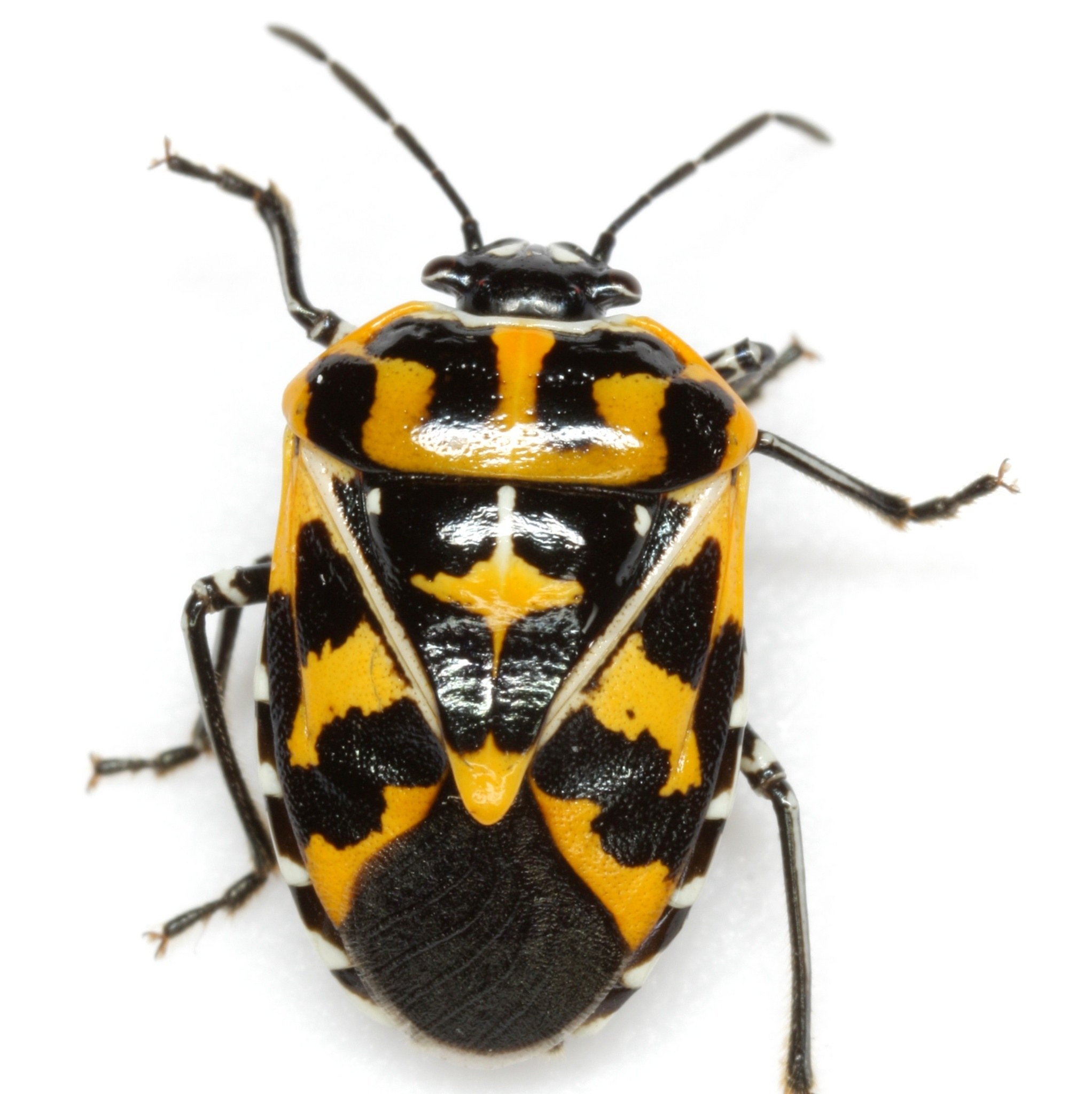 Murgantia histrionica