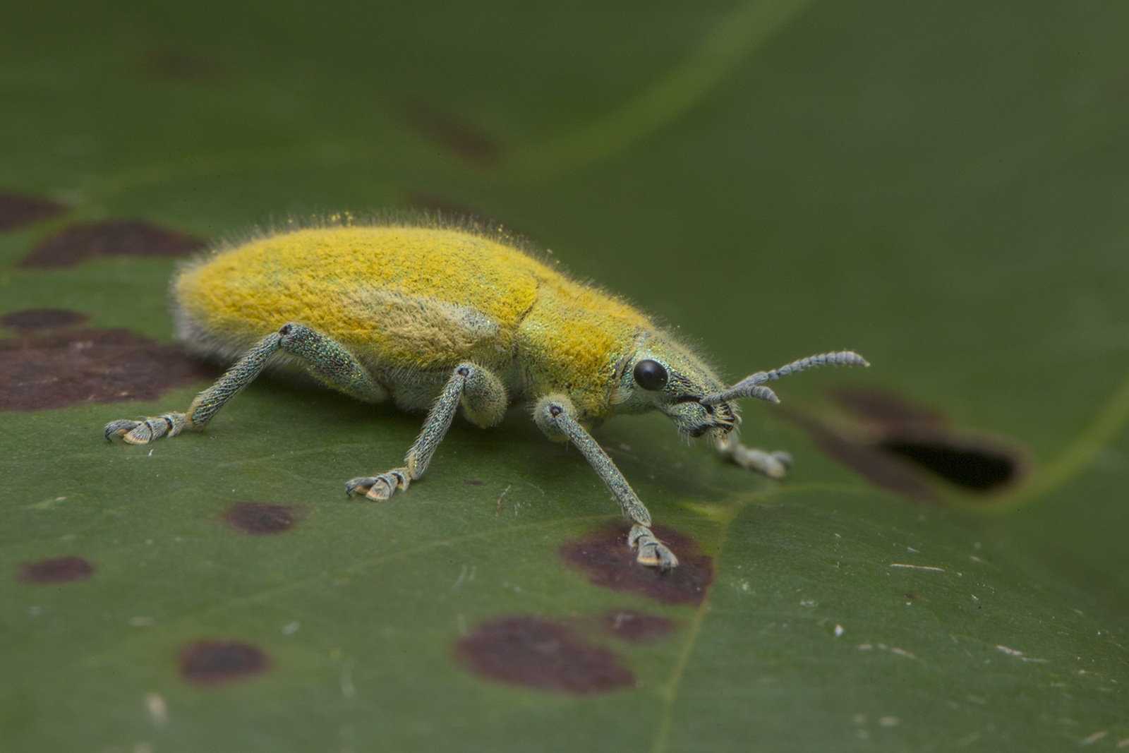 Hypomeces squamosus