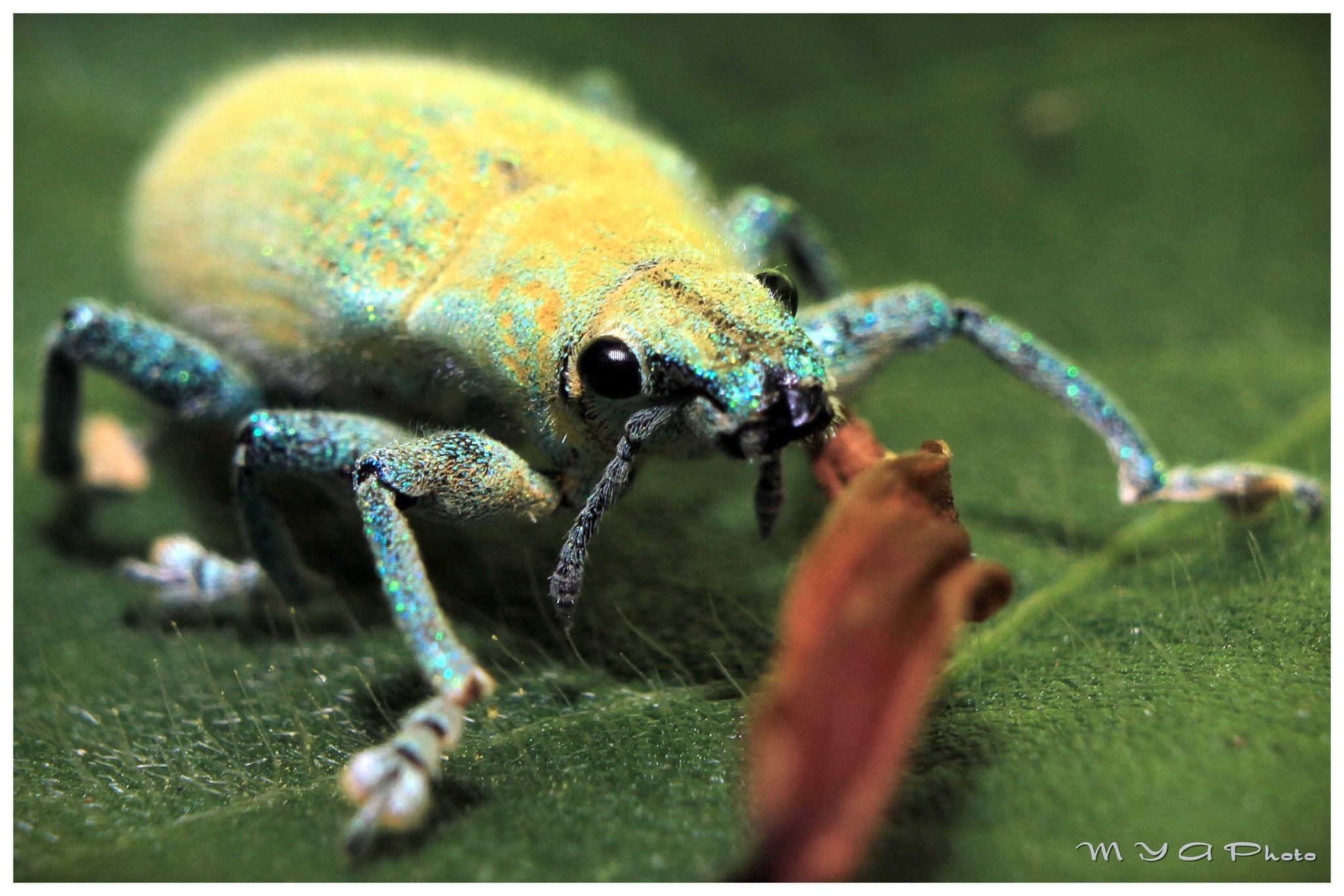 Hypomeces squamosus