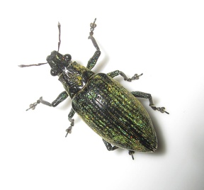 Hypomeces squamosus