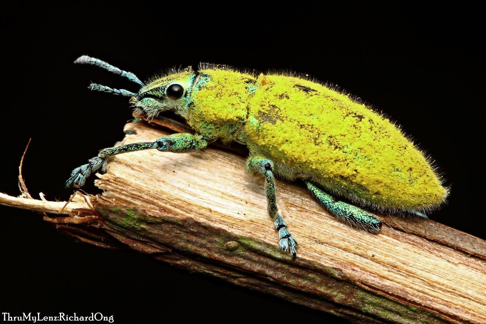 Hypomeces squamosus
