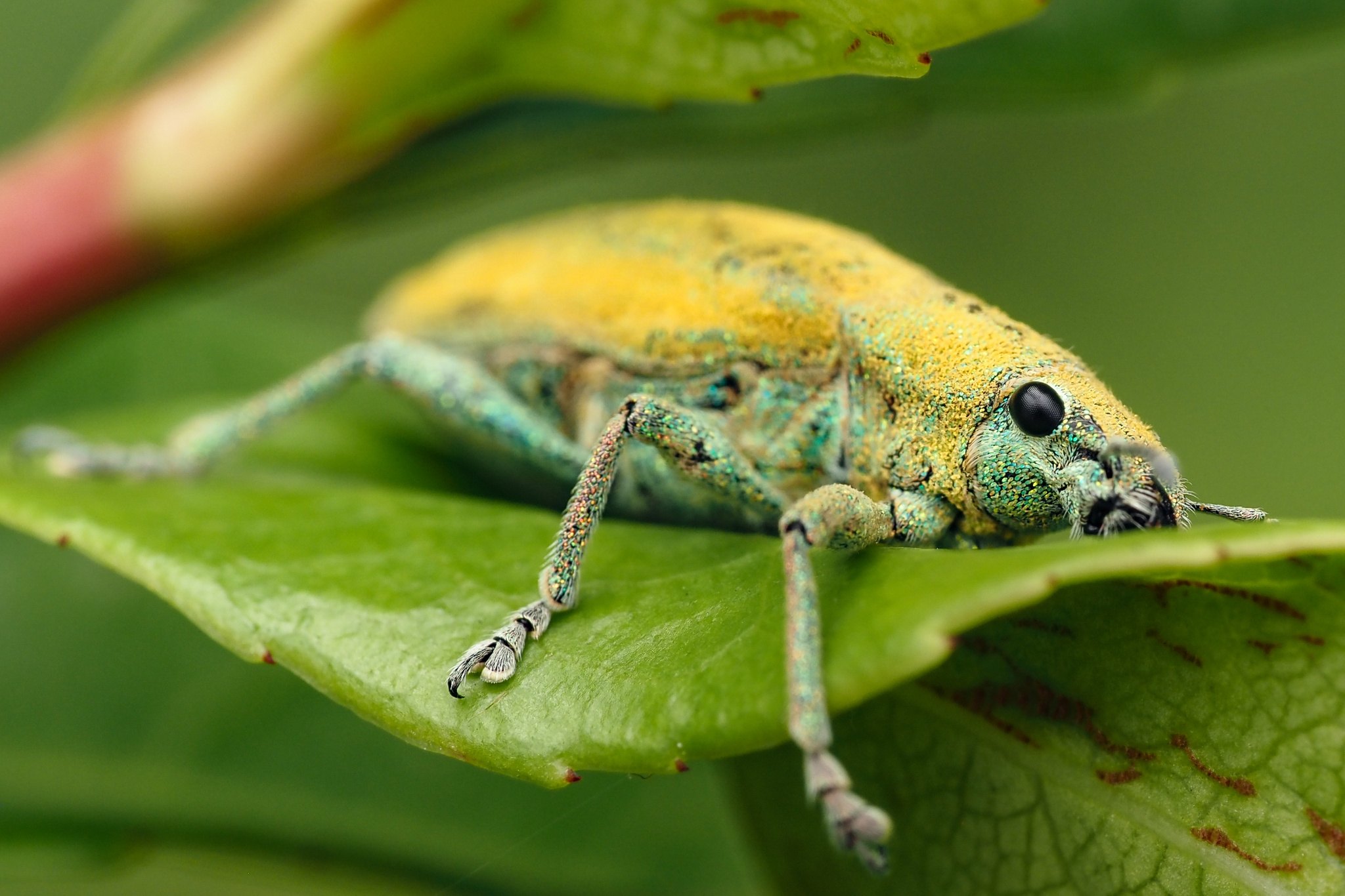 Hypomeces squamosus