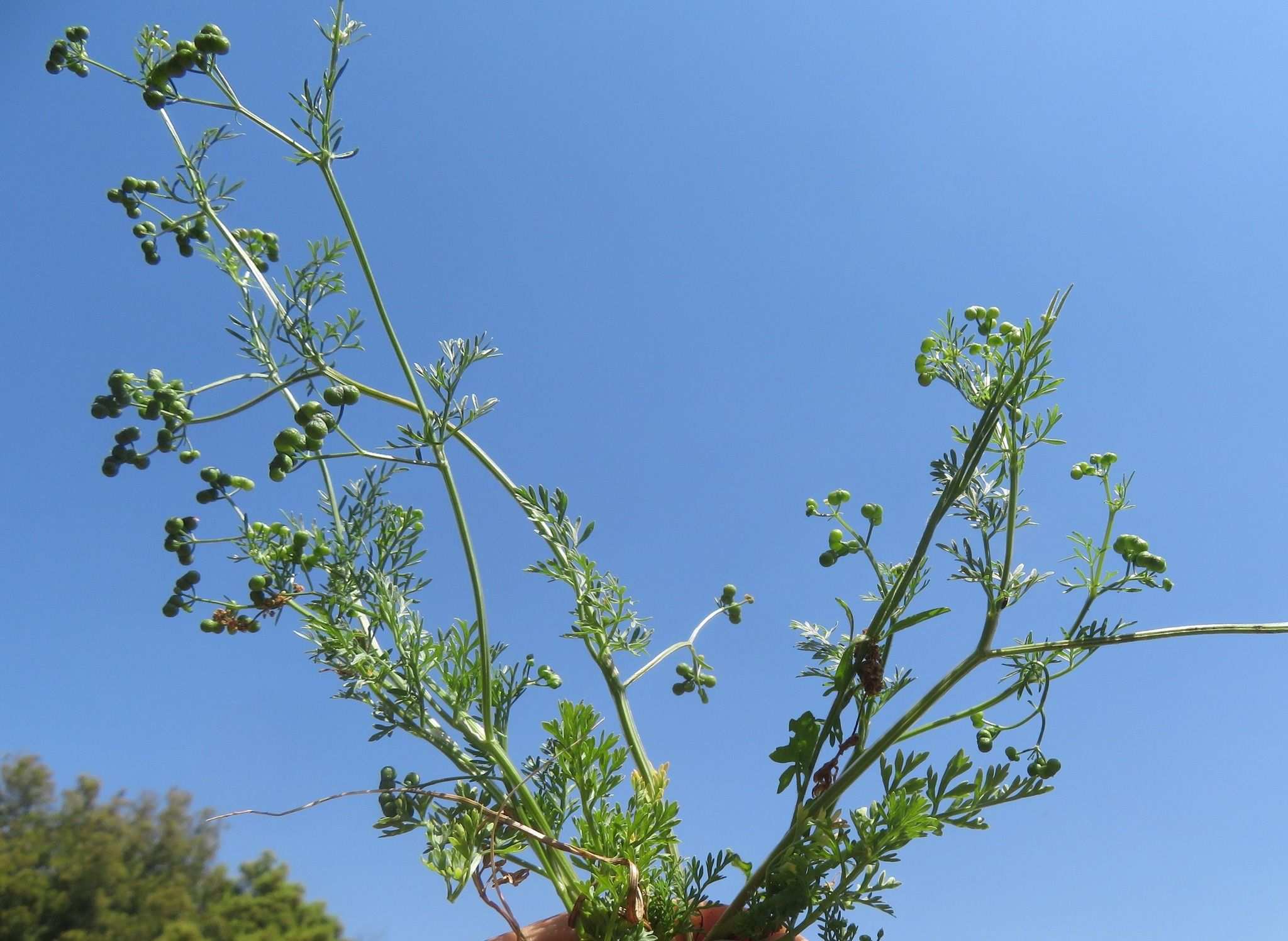 Bifora testiculata