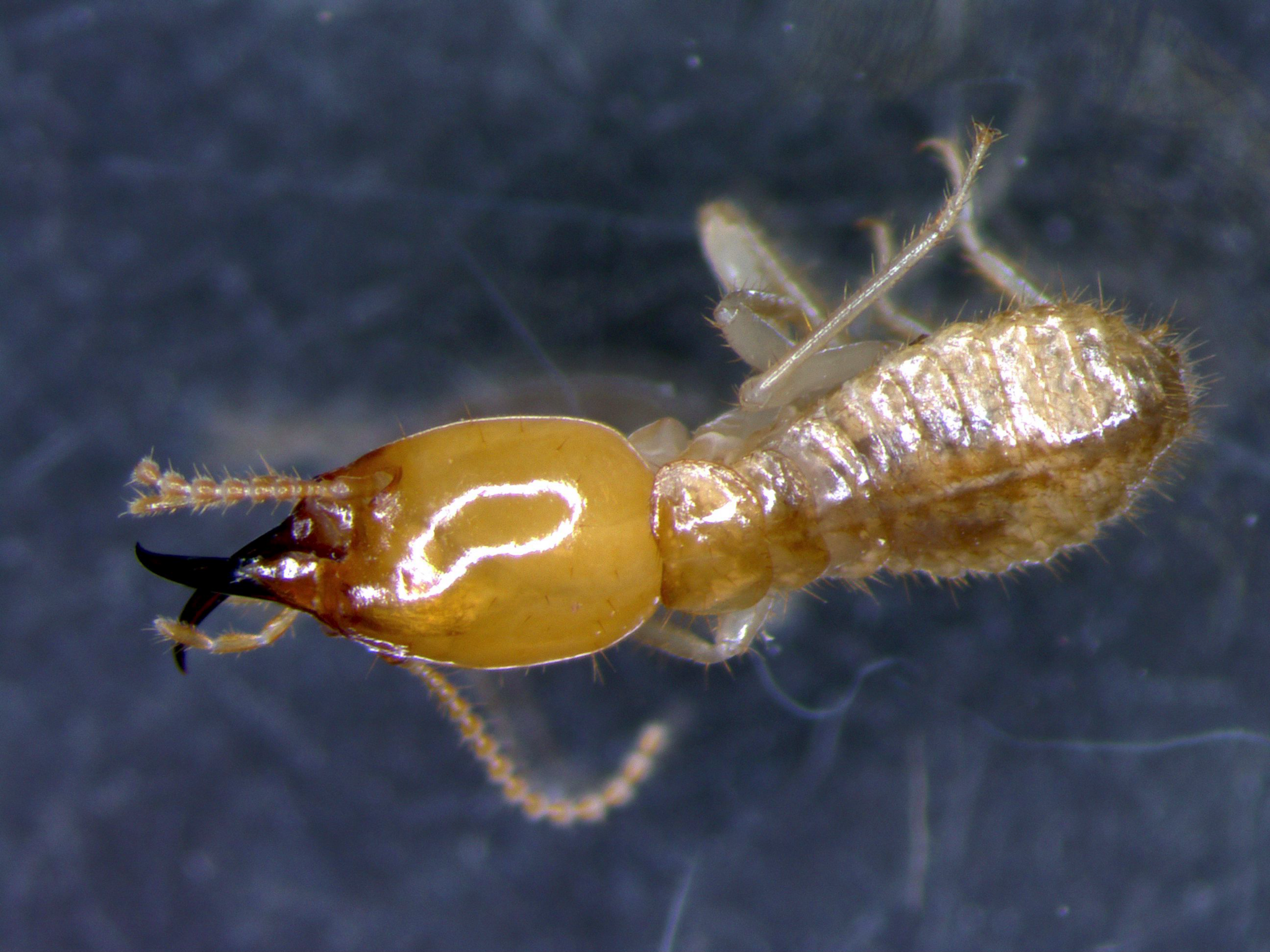 Coptotermes acinaciformis
