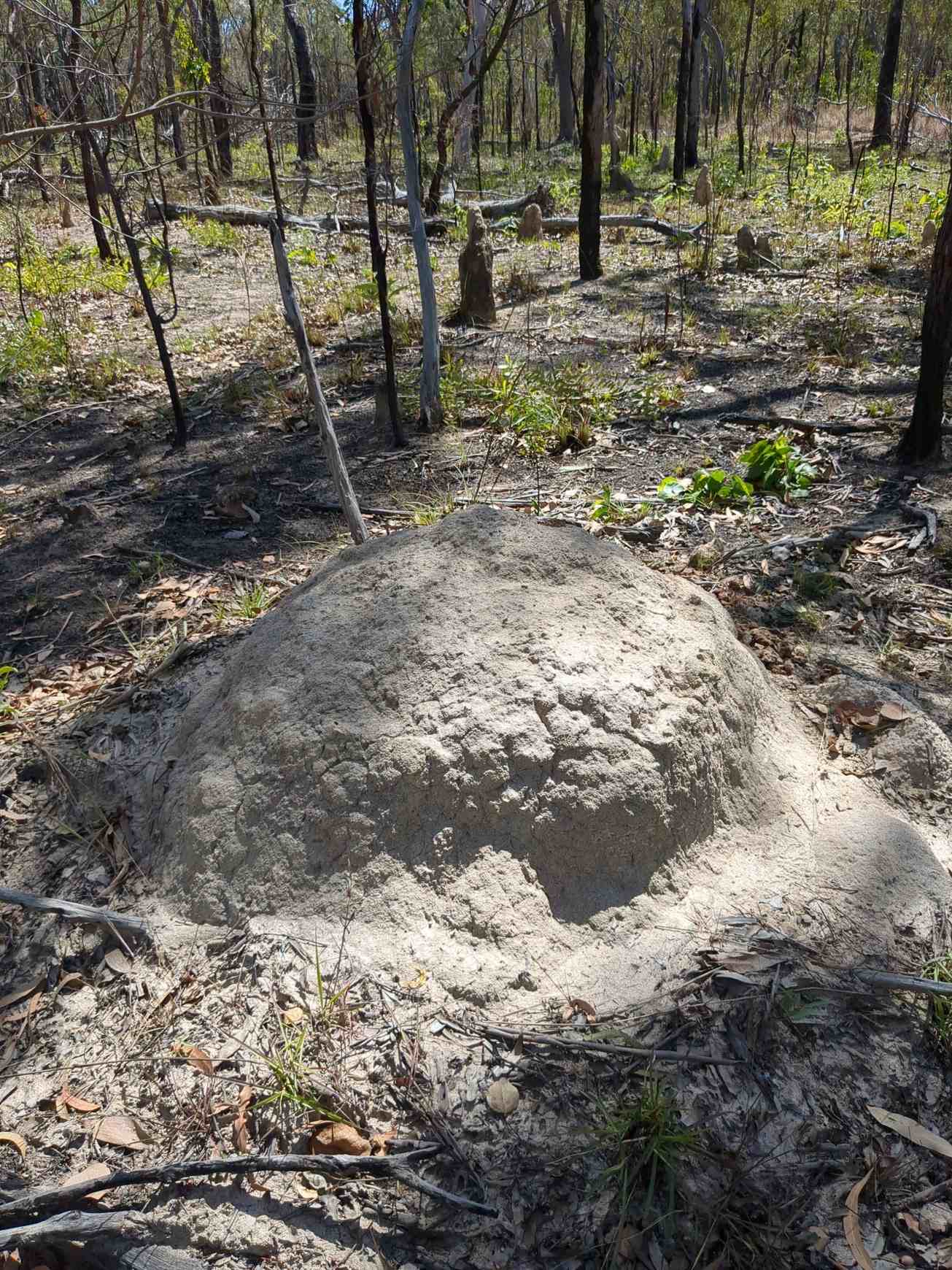 Coptotermes acinaciformis