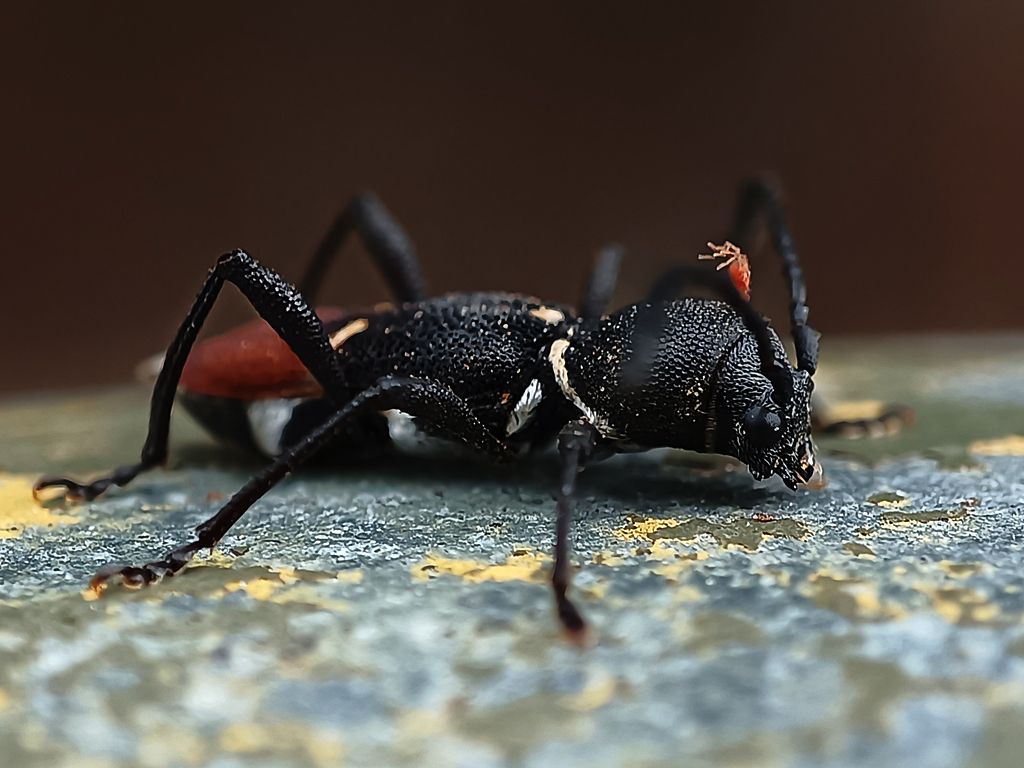 Epipedocera