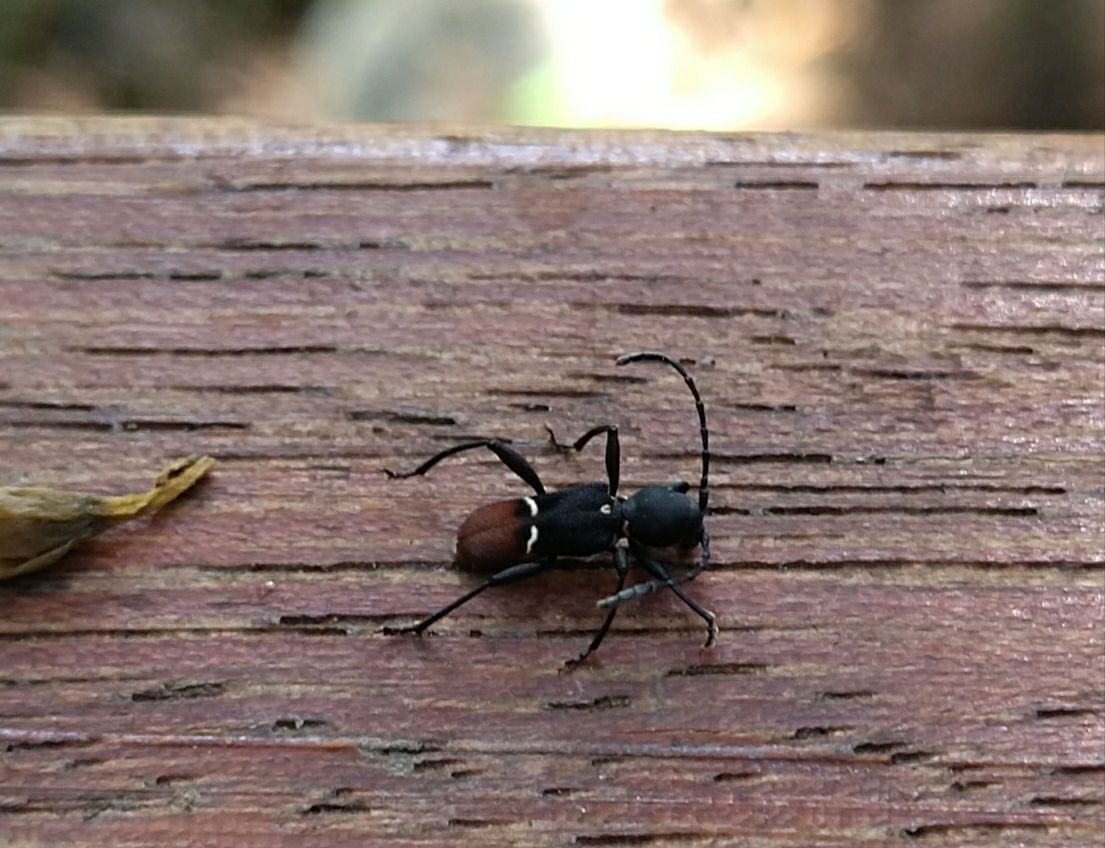 Epipedocera