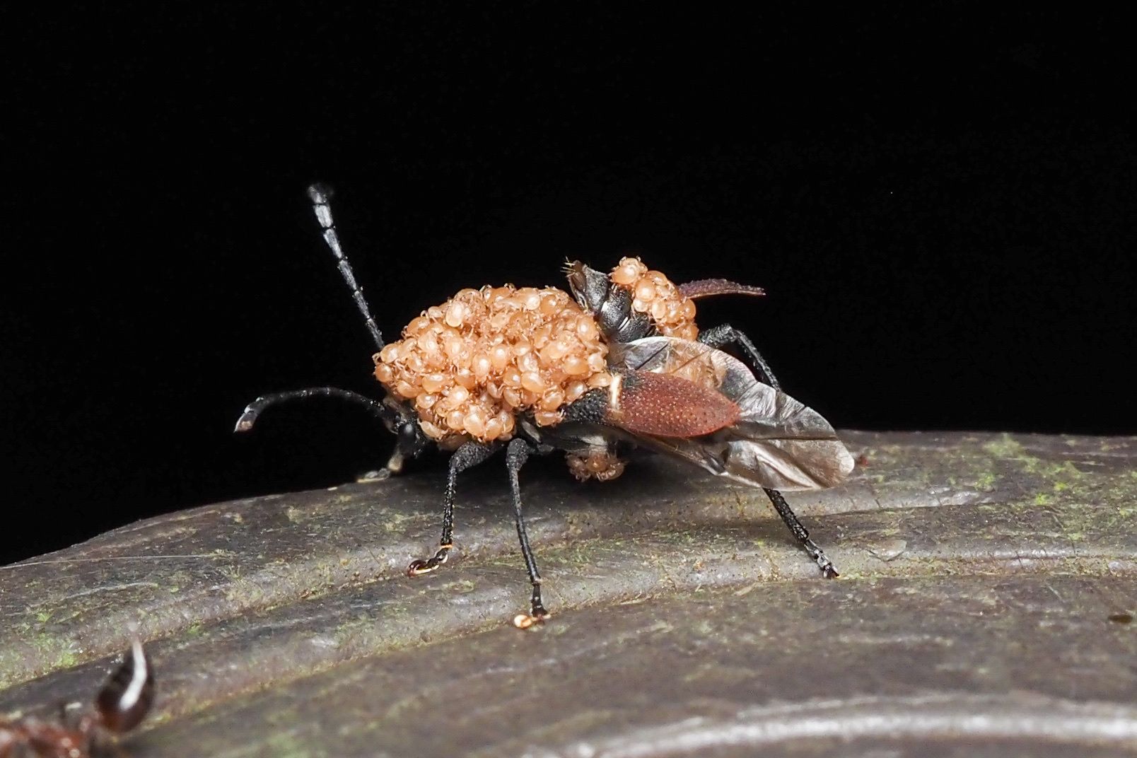 Epipedocera