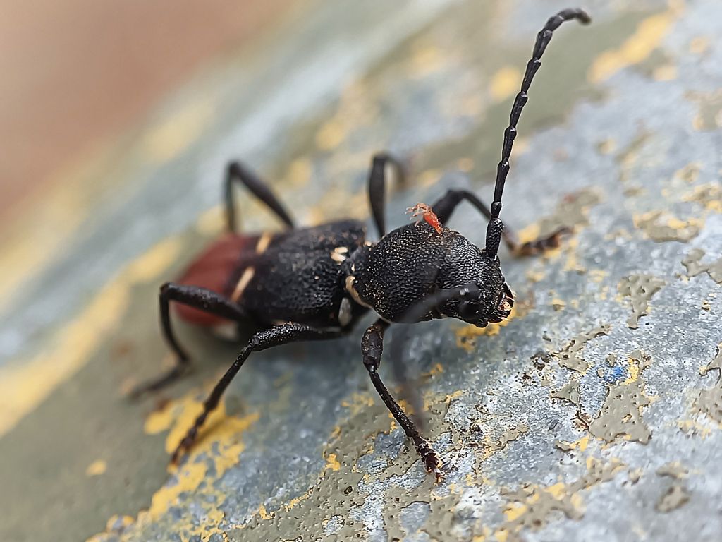 Epipedocera