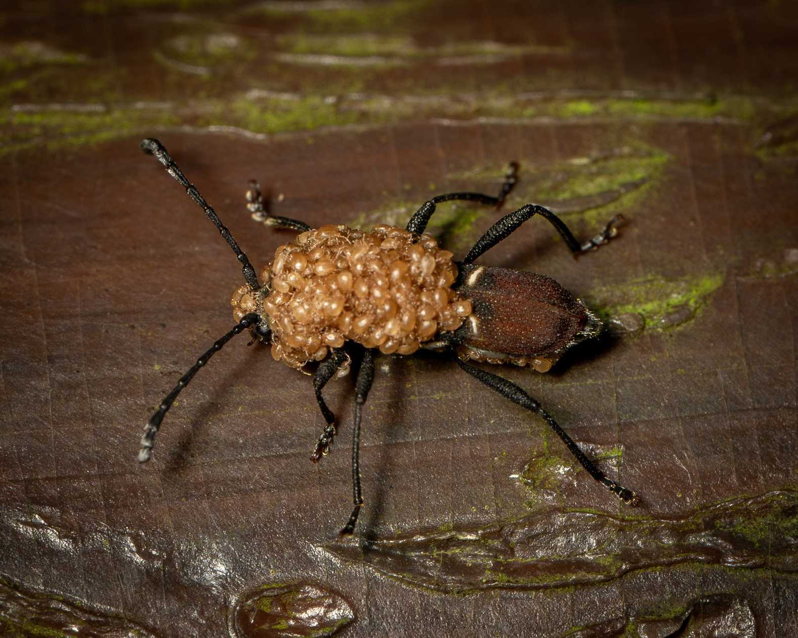 Epipedocera