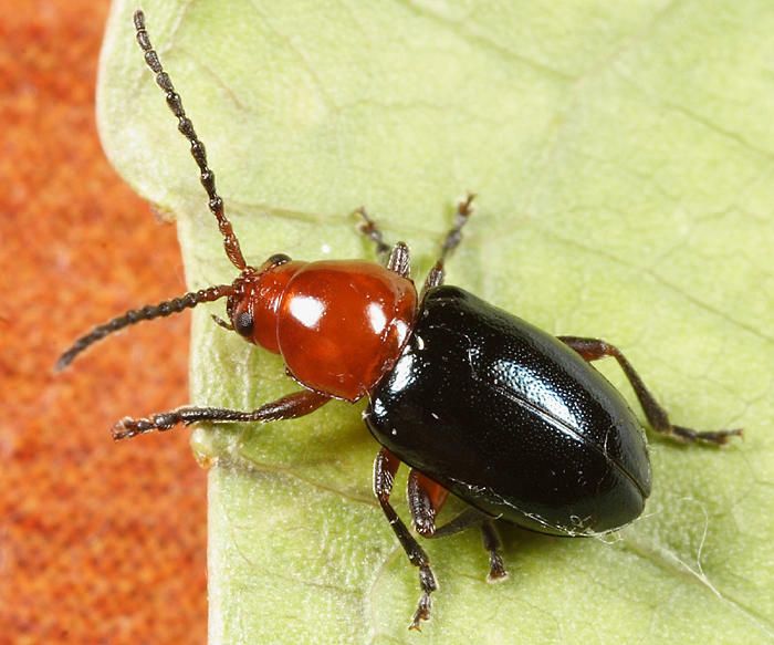 Syphrea