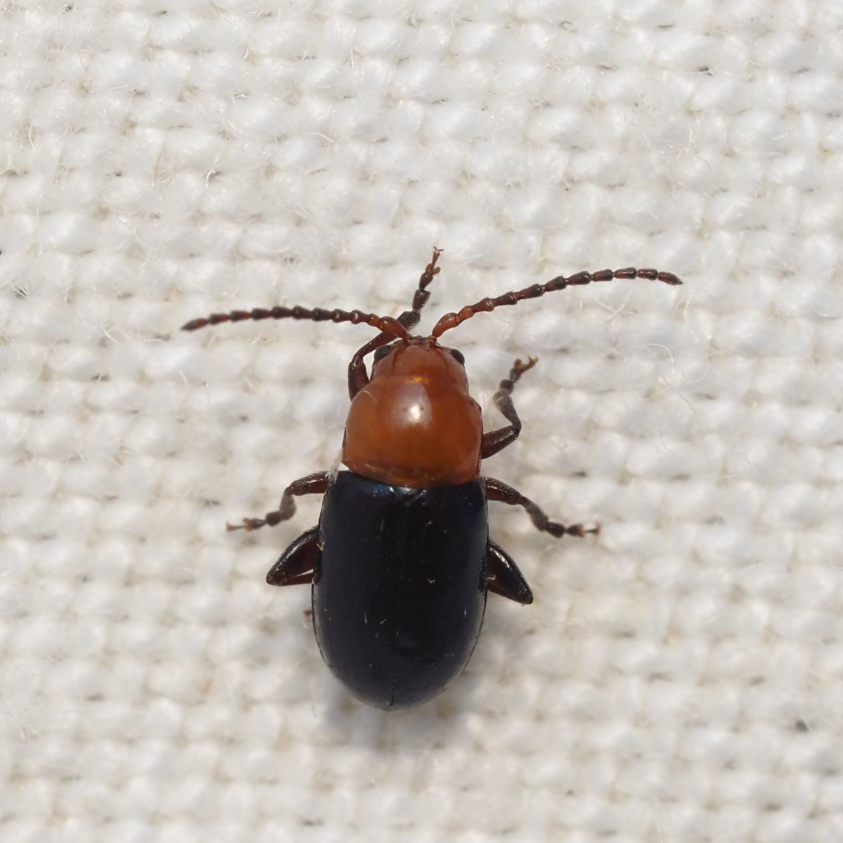 Syphrea